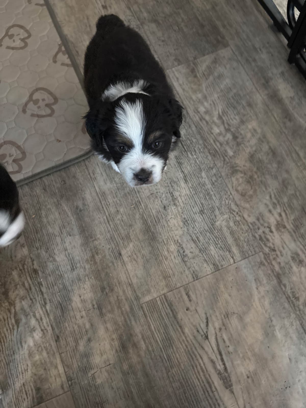 Miniature American Shepherd Puppies breeder image 4