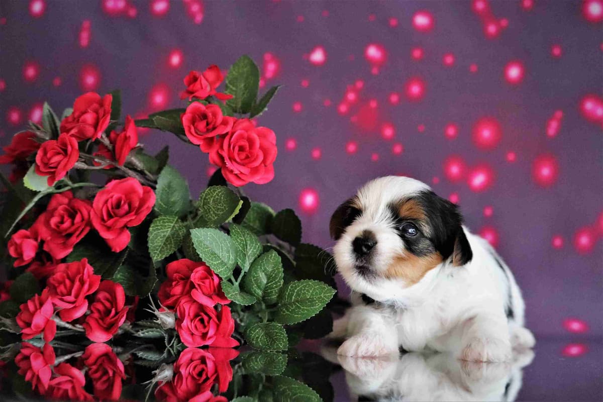 Biewer Terrier Puppies breeder image 7