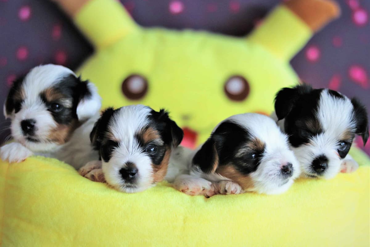 Biewer Terrier Puppies breeder image 8