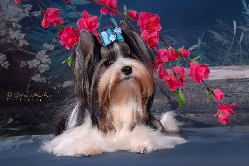 Biewer Terrier Puppies breeder image 10