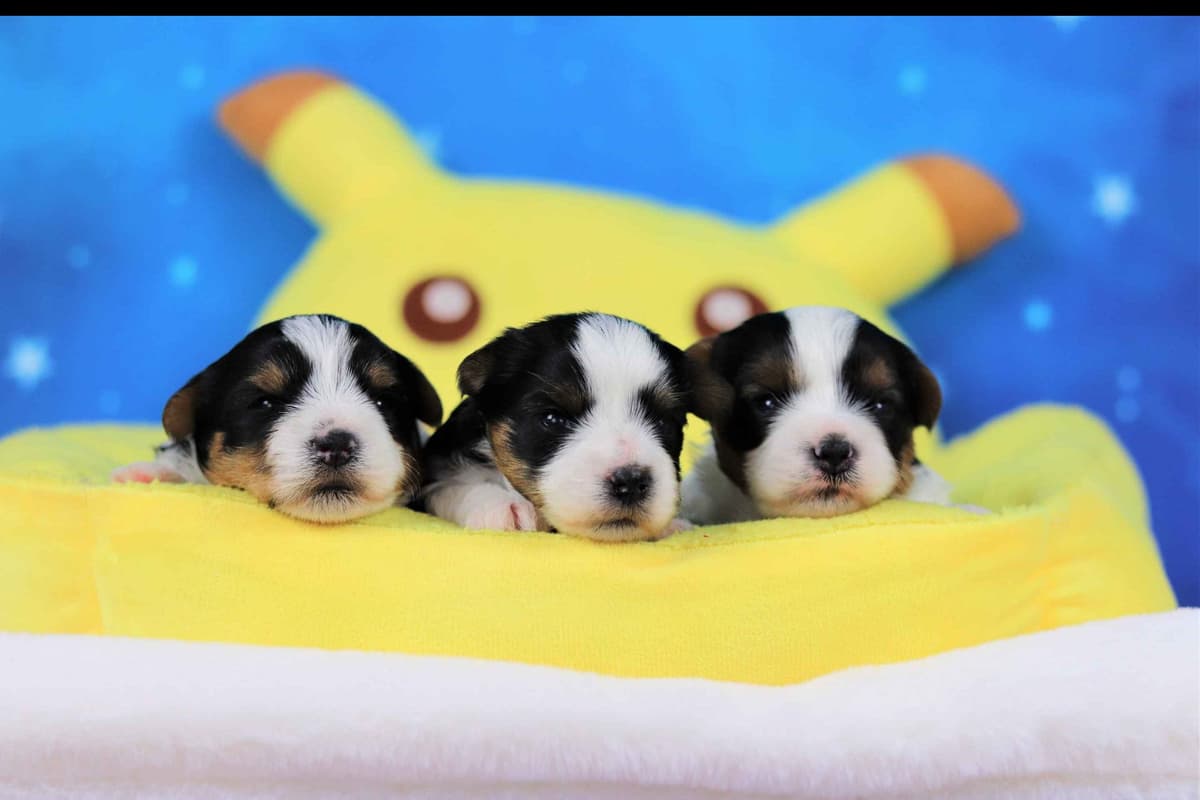 Biewer Terrier Puppies breeder image 5