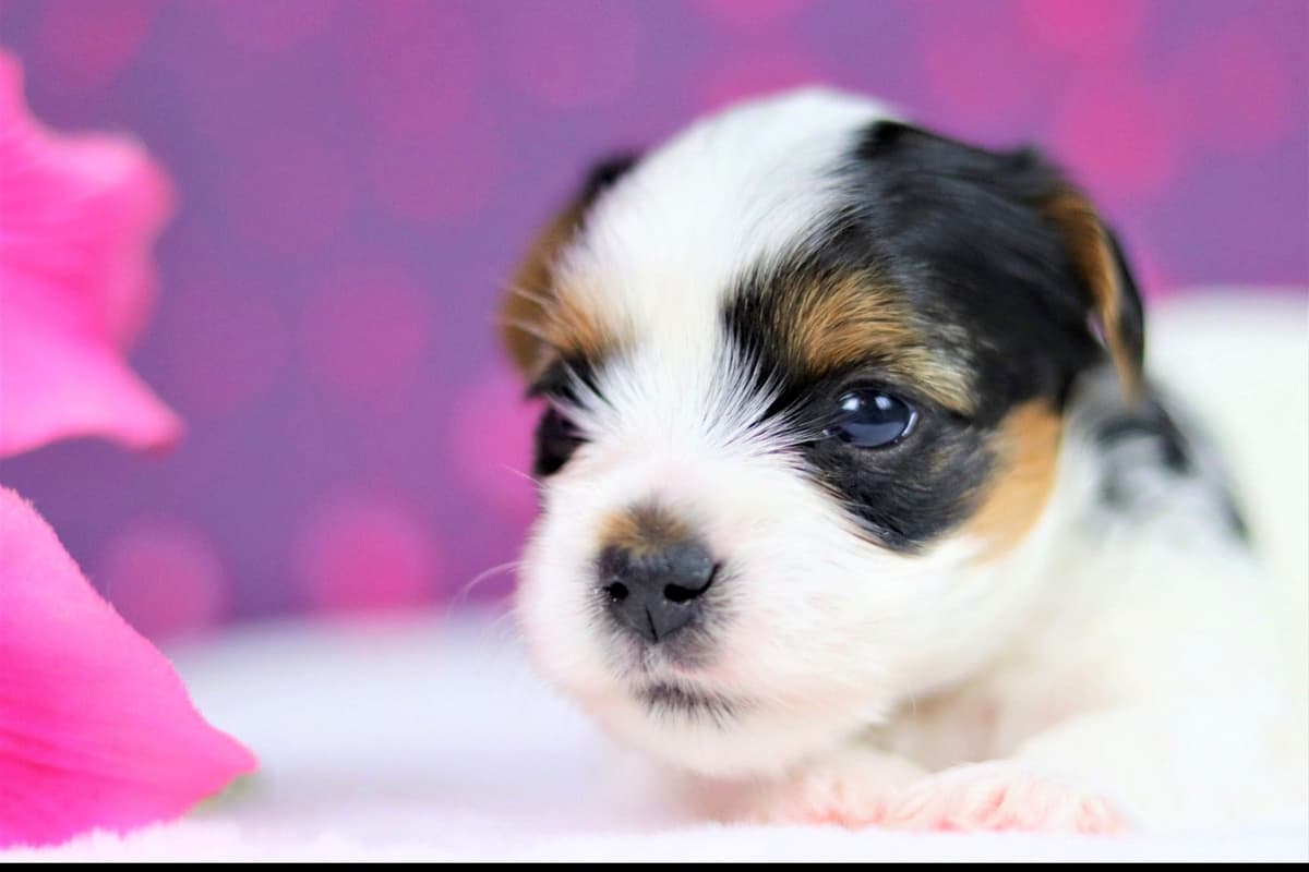 Biewer Terrier Puppies breeder image 4