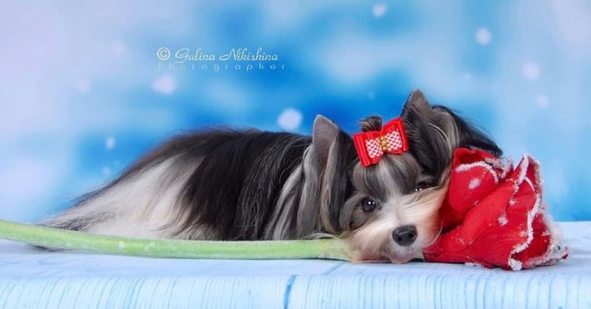 Biewer Terrier Puppies breeder image 12