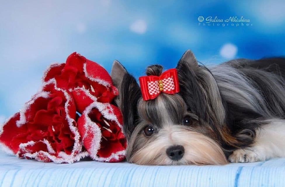 Biewer Terrier Puppies breeder image 13