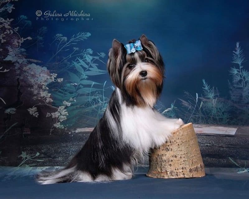 Biewer Terrier Puppies breeder image 14