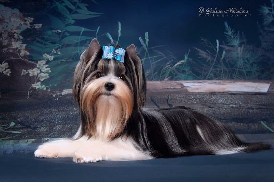 Biewer Terrier Puppies breeder image 18