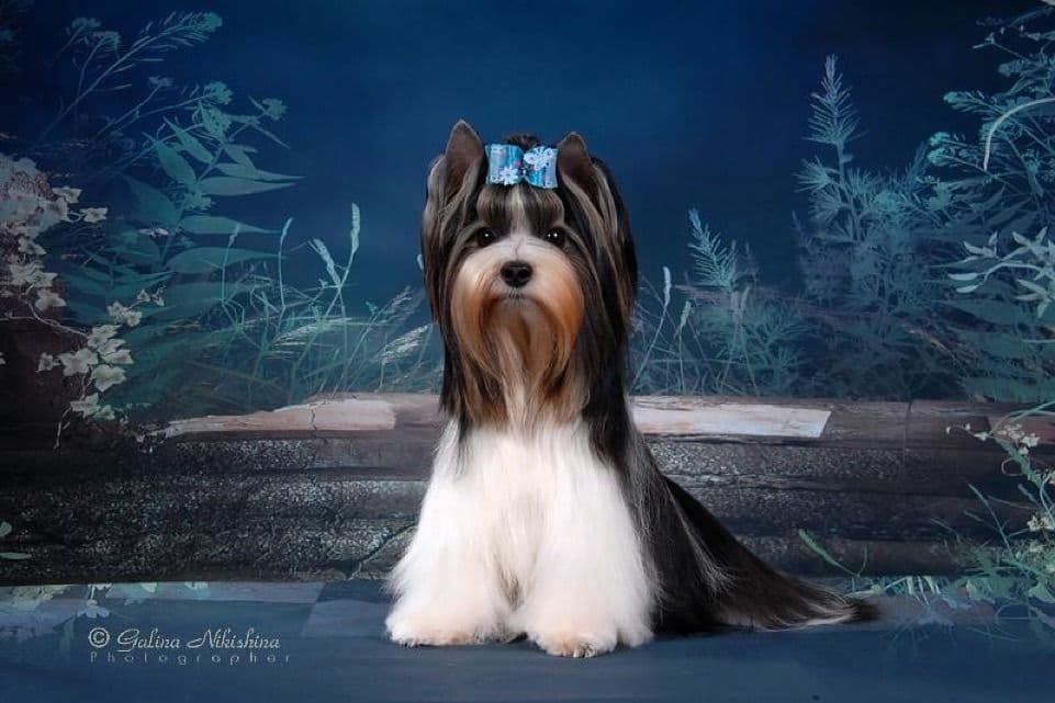 Biewer Terrier Puppies breeder image 19