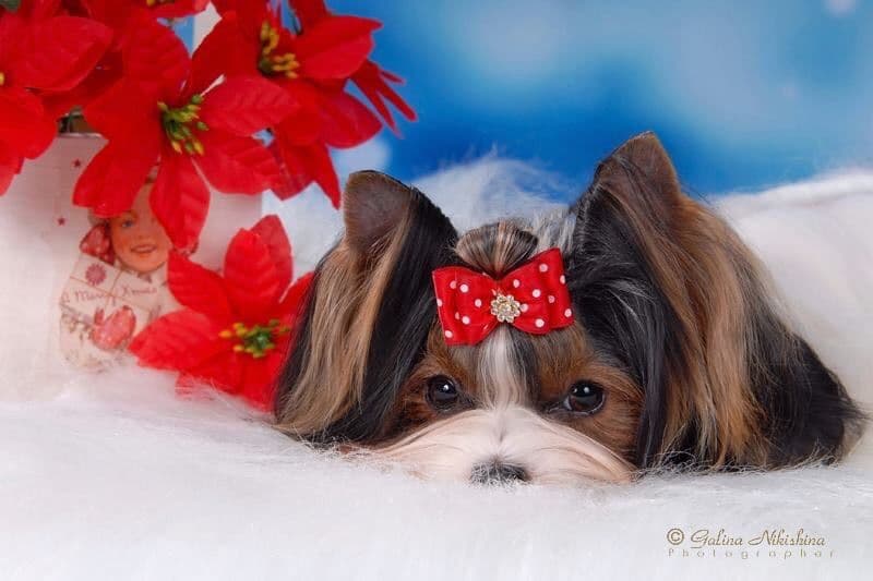 Biewer Terrier Puppies breeder image 26