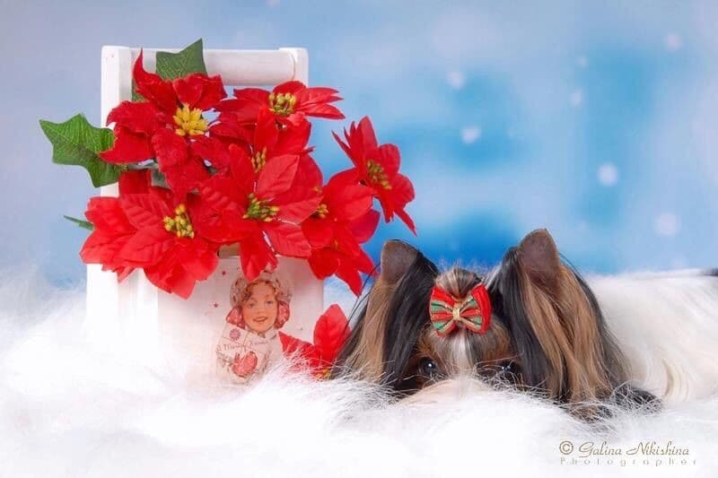 Biewer Terrier Puppies breeder image 28