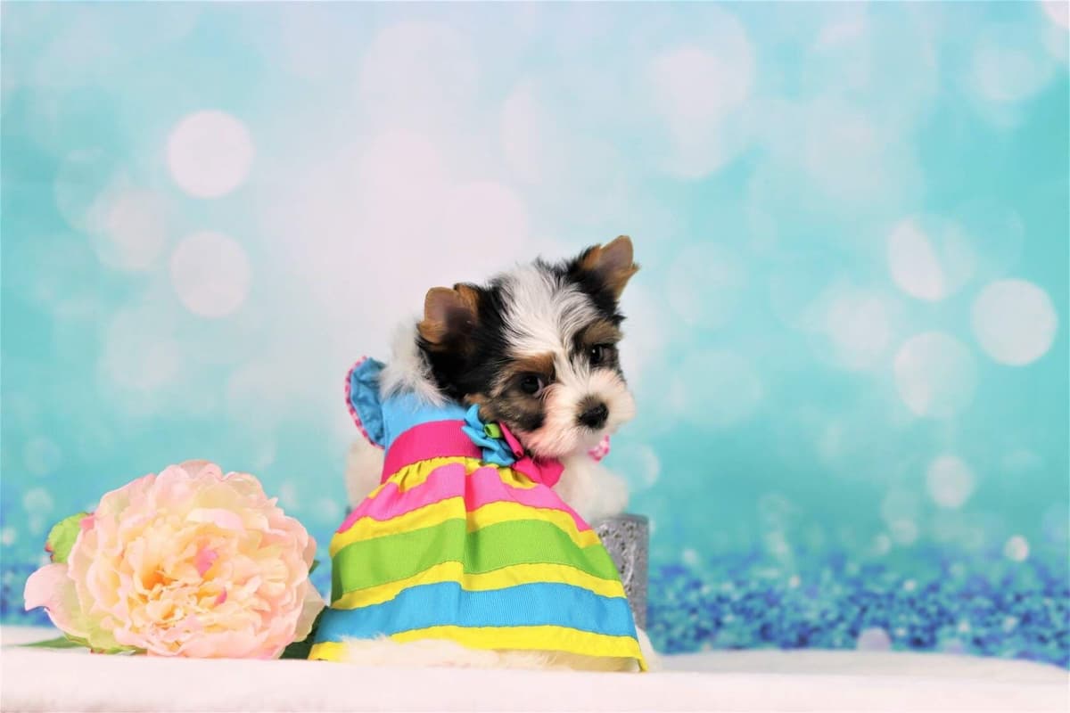 Biewer Terrier Puppies breeder image 3