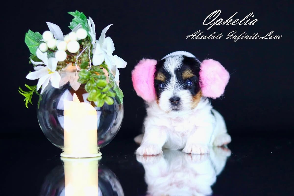 Biewer Terrier Puppies breeder image 1