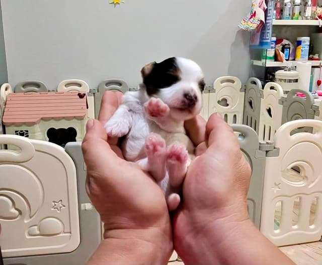 Biewer Terrier Puppies media 5