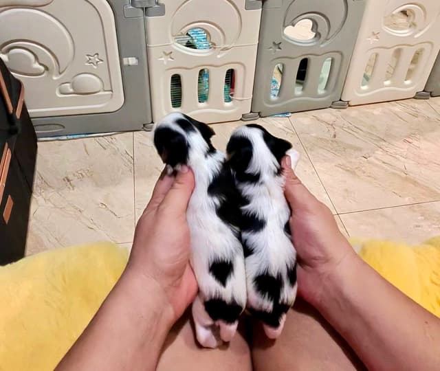 Biewer Terrier Puppies media 2