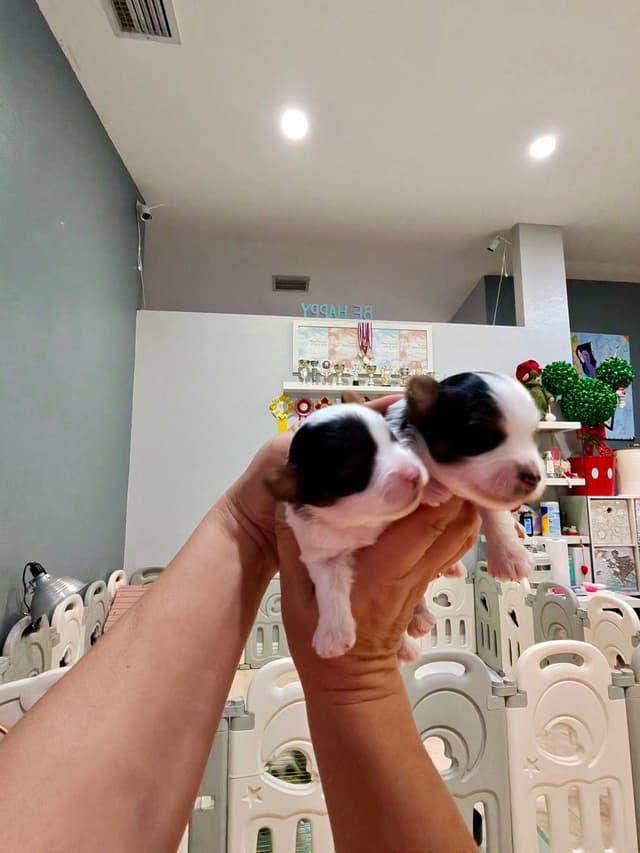 Biewer Terrier Puppies media 3