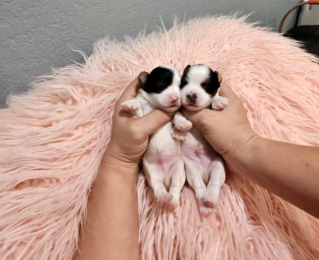 Biewer Terrier Puppies media 4