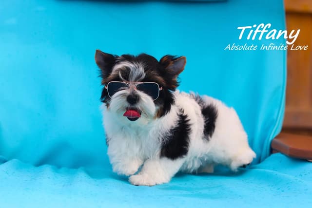 Absolute Infinite Love - Tiny female Biewer terrier media 7