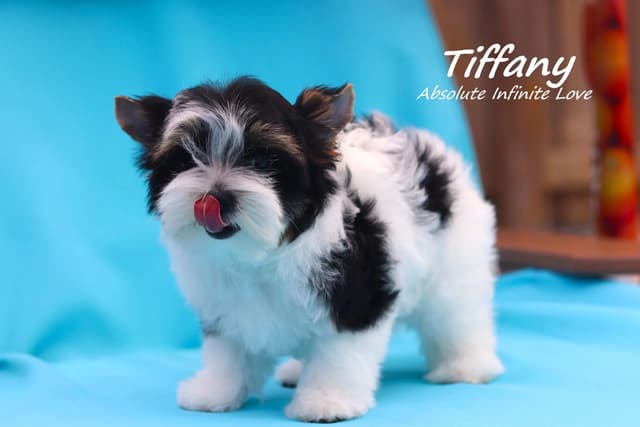 Absolute Infinite Love - Tiny female Biewer terrier media 11