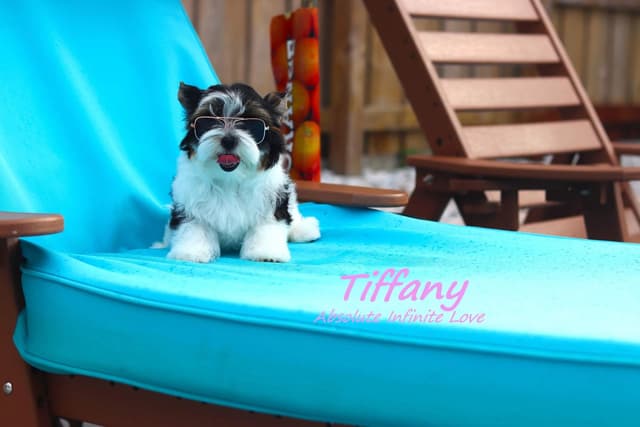 Absolute Infinite Love - Tiny female Biewer terrier media 8