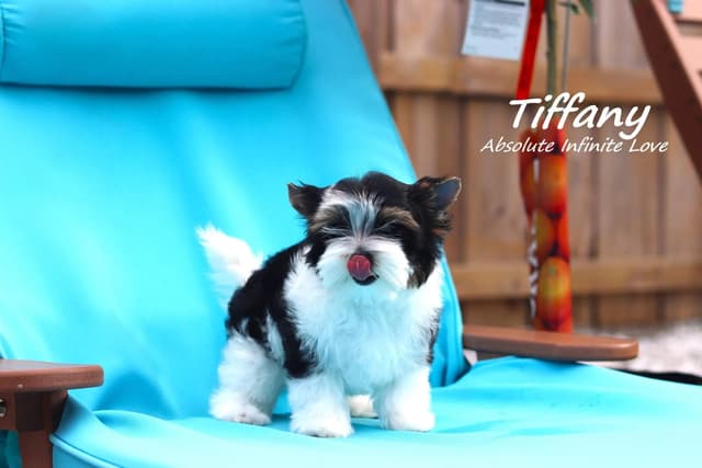 Absolute Infinite Love - Tiny female Biewer terrier media 13