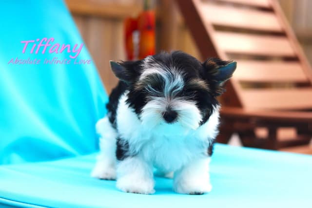 Absolute Infinite Love - Tiny female Biewer terrier media 4