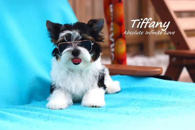 Absolute Infinite Love - Tiny female Biewer terrier media 9