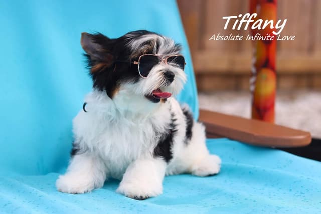 Absolute Infinite Love - Tiny female Biewer terrier media 5