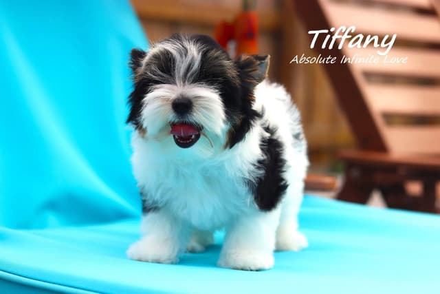 Absolute Infinite Love - Tiny female Biewer terrier media 2