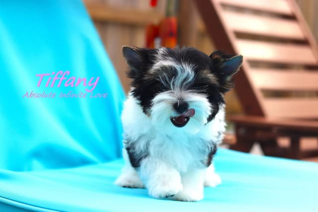 Absolute Infinite Love - Tiny female Biewer terrier media 10