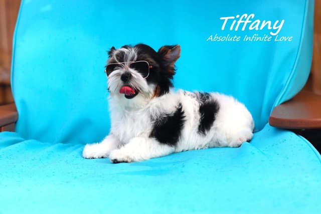 Absolute Infinite Love - Tiny female Biewer terrier media 12