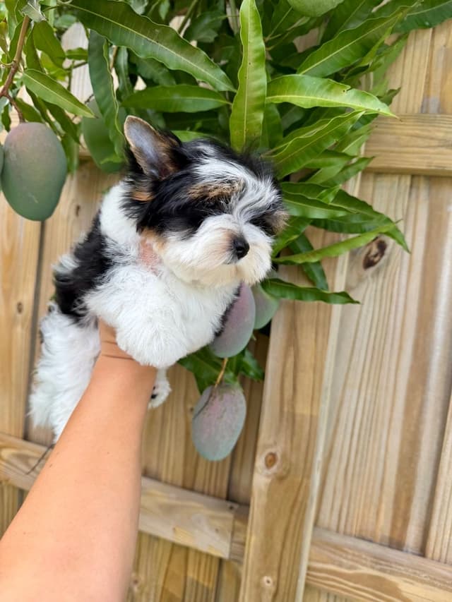 Absolute Infinite Love - Tiny female Biewer terrier media 3
