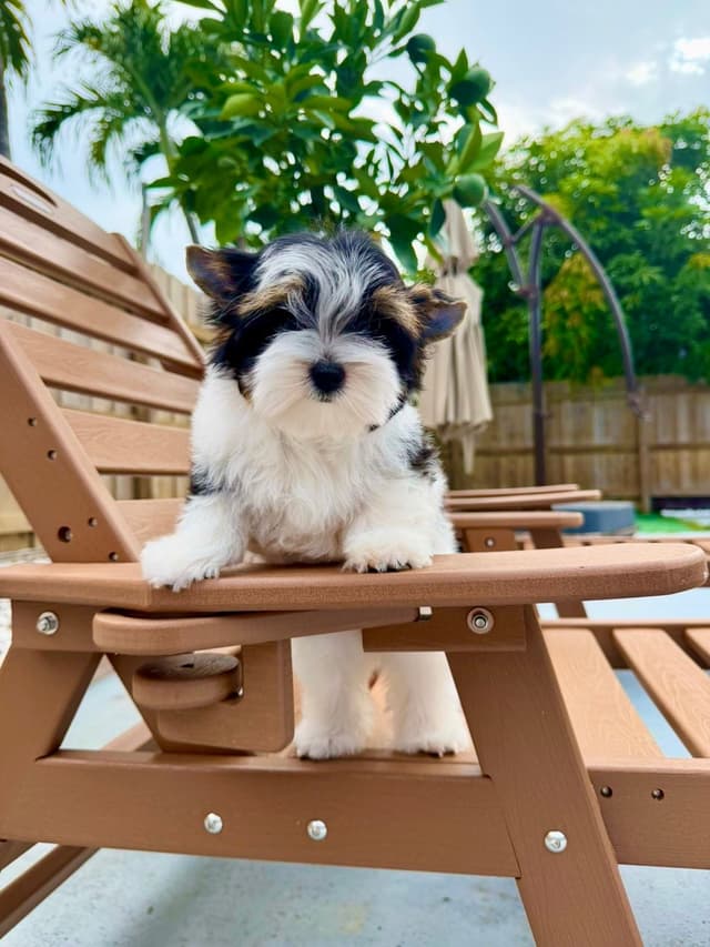 Absolute Infinite Love - Tiny female Biewer terrier media 14