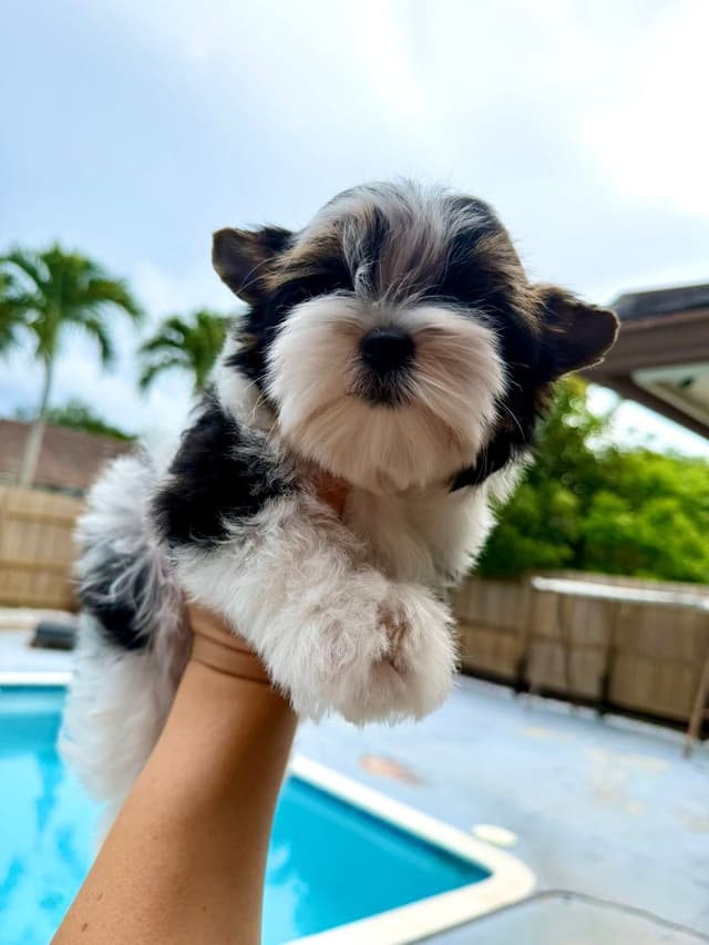 Absolute Infinite Love - Tiny female Biewer terrier media 6