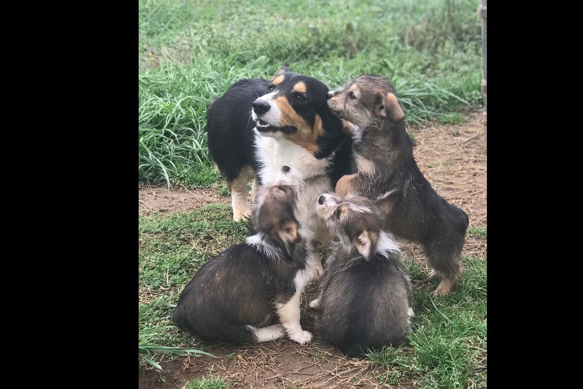 Pembroke Welsh Corgi Puppies breeder image 11