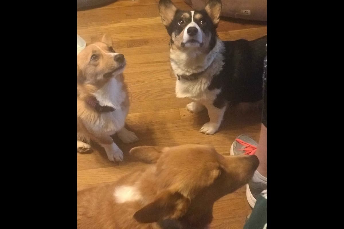 Pembroke Welsh Corgi Puppies breeder image 5