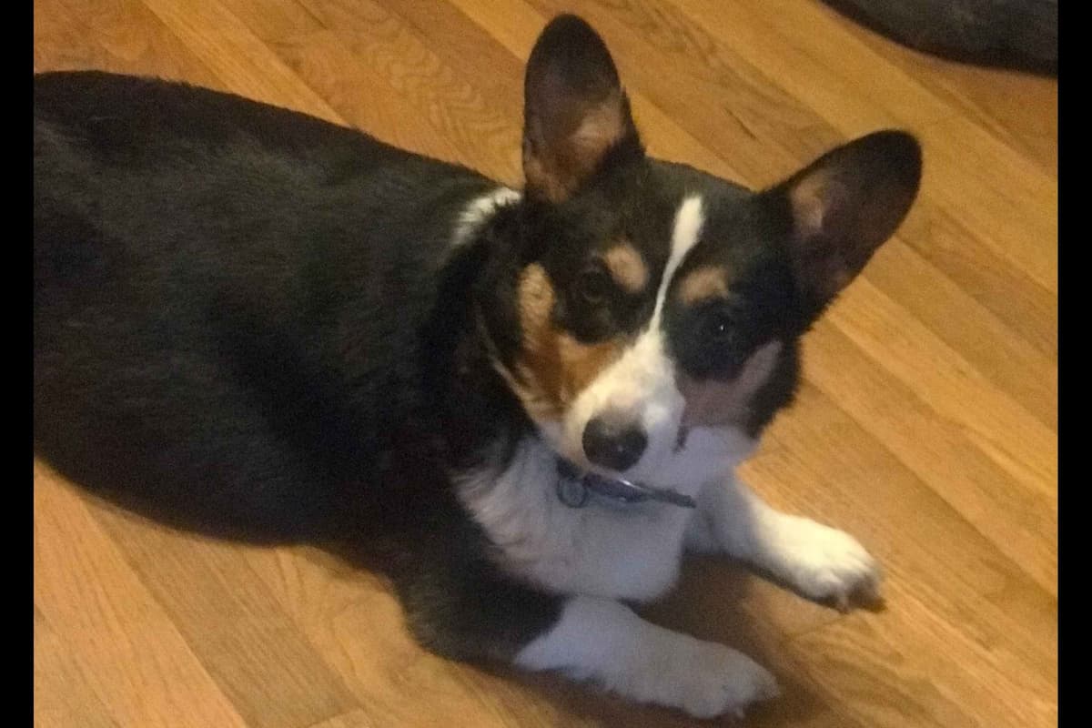 Pembroke Welsh Corgi Puppies breeder image 9