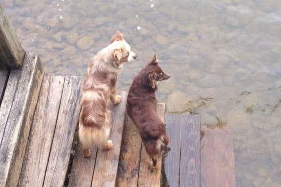 Pembroke Welsh Corgi Puppies breeder image 10