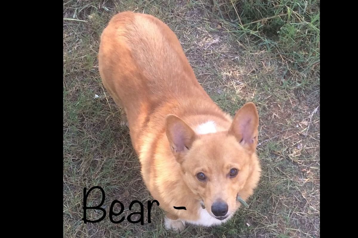 Pembroke Welsh Corgi Puppies breeder image 14