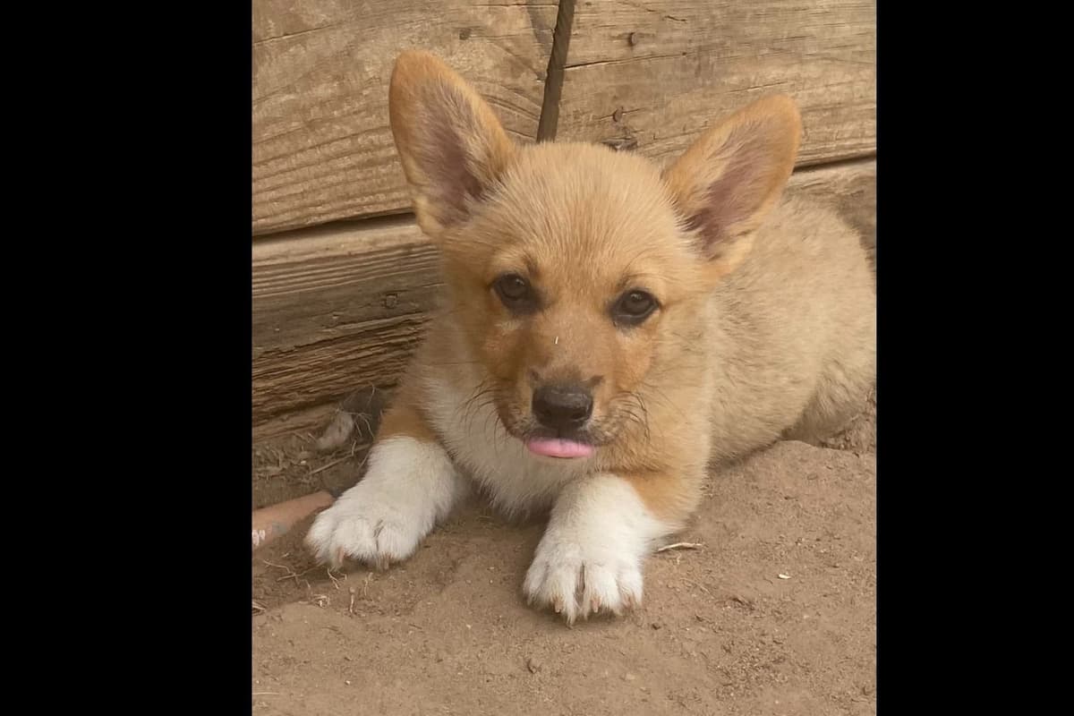 Pembroke Welsh Corgi Puppies breeder image 3