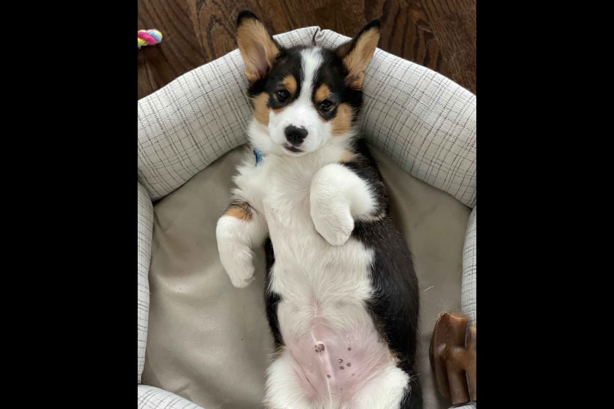 Pembroke Welsh Corgi Puppies breeder image 2