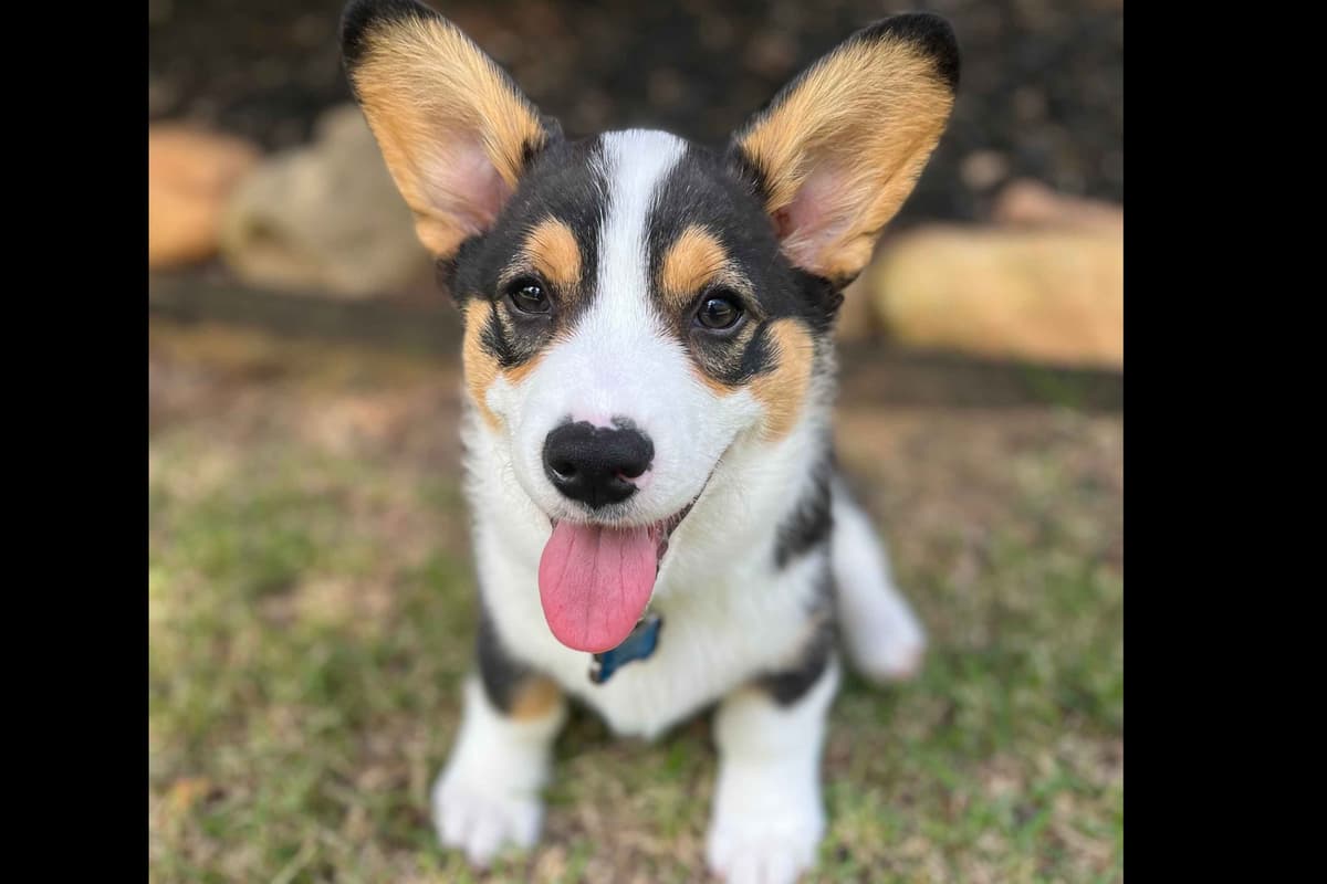 Pembroke Welsh Corgi Puppies breeder image 1