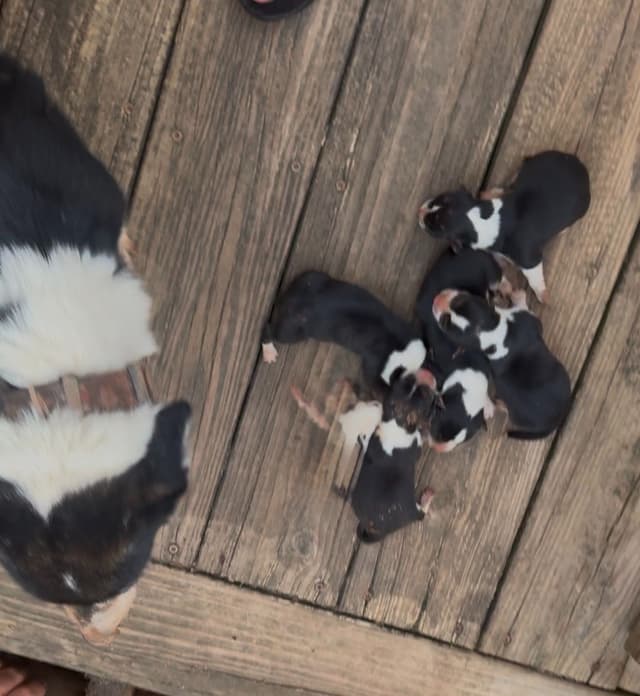 Pembroke Welsh Corgi Puppies media 2
