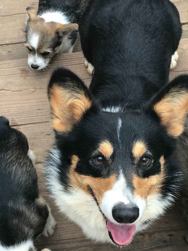 Pembroke Welsh Corgi Puppies media 3