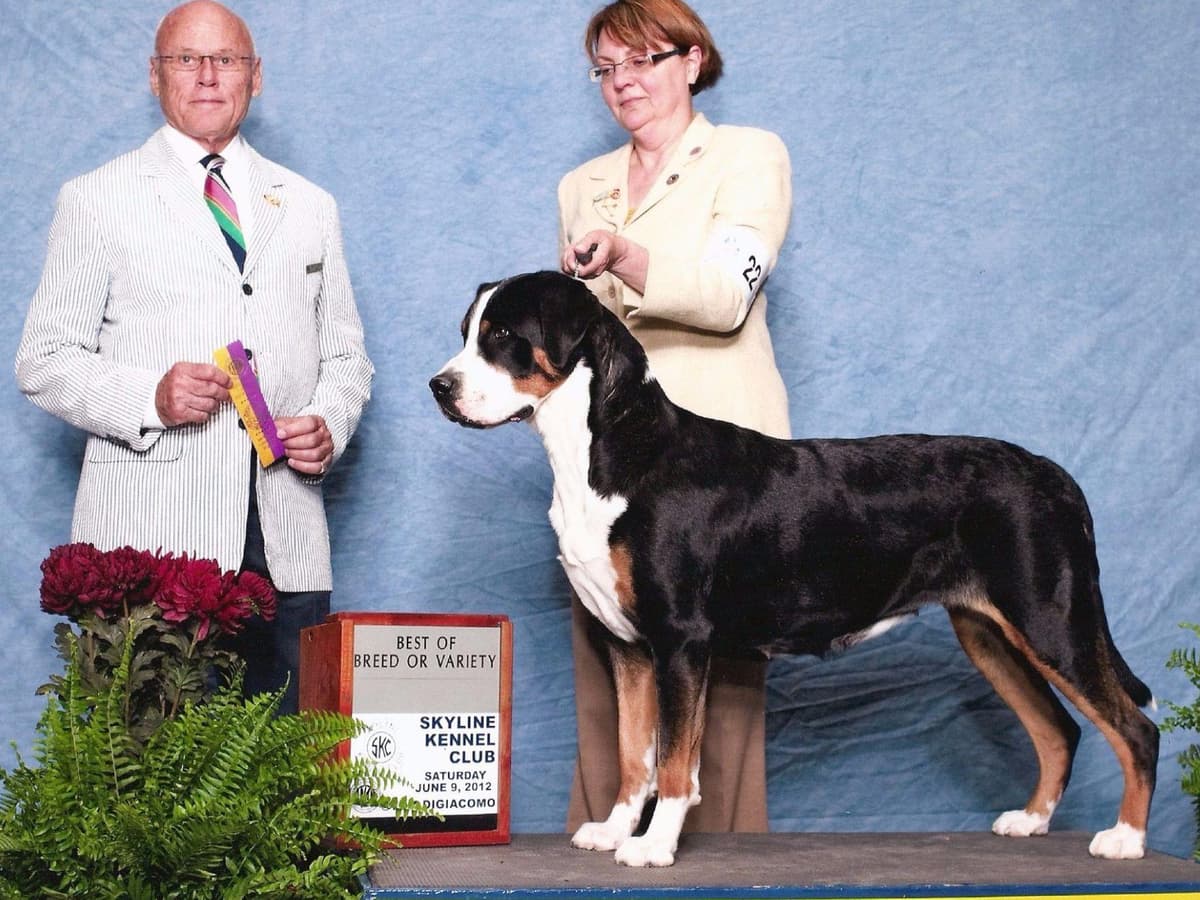 Double Q Greater Swiss Mountain Dog Puppies breeder image 1