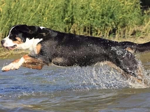 Double Q Greater Swiss Mountain Dog Puppies breeder image 3