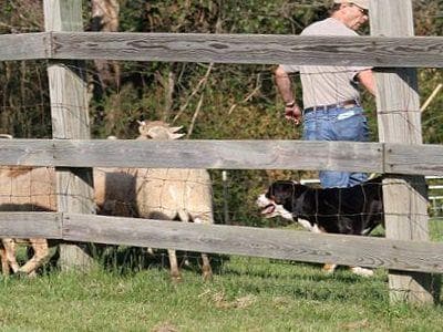 Double Q Greater Swiss Mountain Dog Puppies breeder image 4