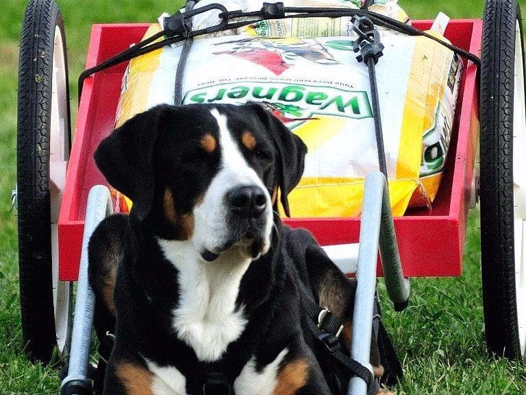 Double Q Greater Swiss Mountain Dog Puppies breeder image 5