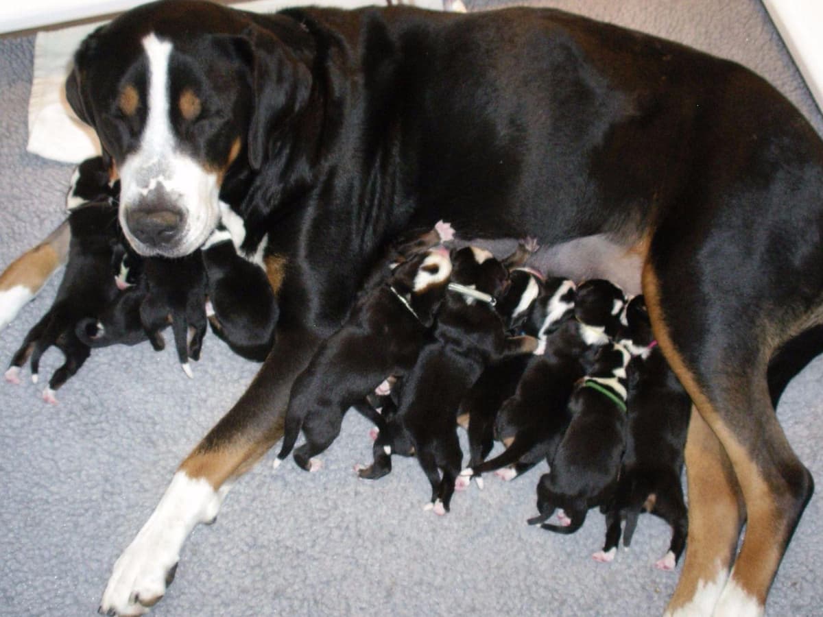 Double Q Greater Swiss Mountain Dog Puppies breeder image 6