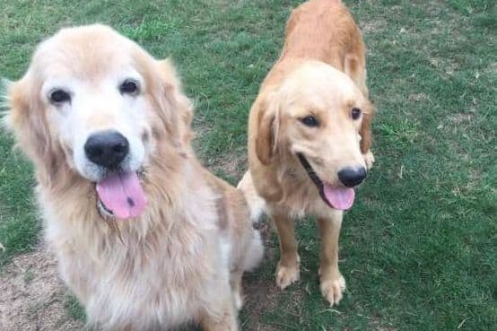 Golden Retriever Puppies 903-495-2568 breeder image 1