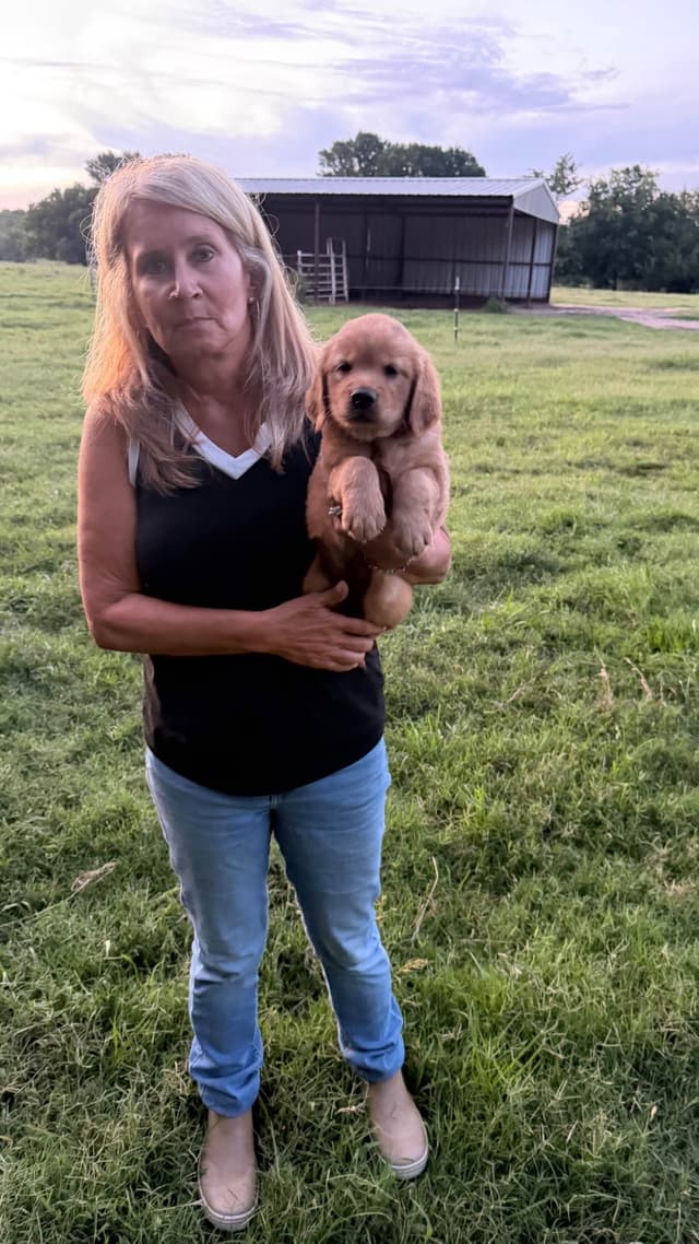 Golden Retriever Puppies 903-495-2568 media 2