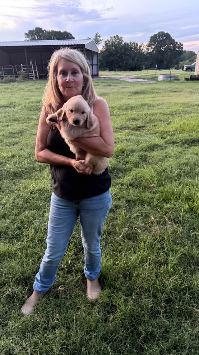 Golden Retriever Puppies 903-495-2568 media 3